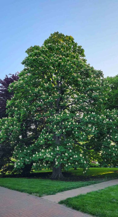 Double Flowered Horsechestnut summer