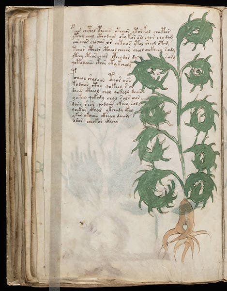 Plant illustration, Voynich manuscript (Wikimedia Commons)