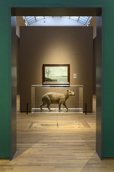 A mounted capybara in front of Sao Francisco River and Fort Maurits, by Frans Post, 1638, exhibition at the Rijksmuseum, Amsterdam, 2017 (artsy.net)