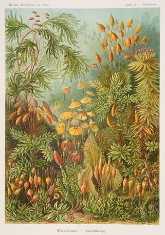 A variety of bryophytes or mosses, chromolithograph, in Kunstformen der Natur, by Ernst Haeckel, plate 72, 1899-1904 (Linda Hall Library)