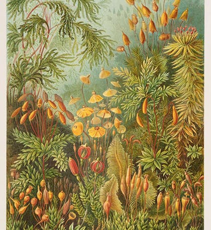 A variety of bryophytes or mosses, chromolithograph, in Kunstformen der Natur, by Ernst Haeckel, plate 72, 1899-1904 (Linda Hall Library)