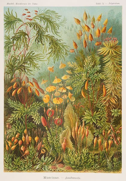 A variety of bryophytes or mosses, chromolithograph, in Kunstformen der Natur, by Ernst Haeckel, plate 72, 1899-1904 (Linda Hall Library)