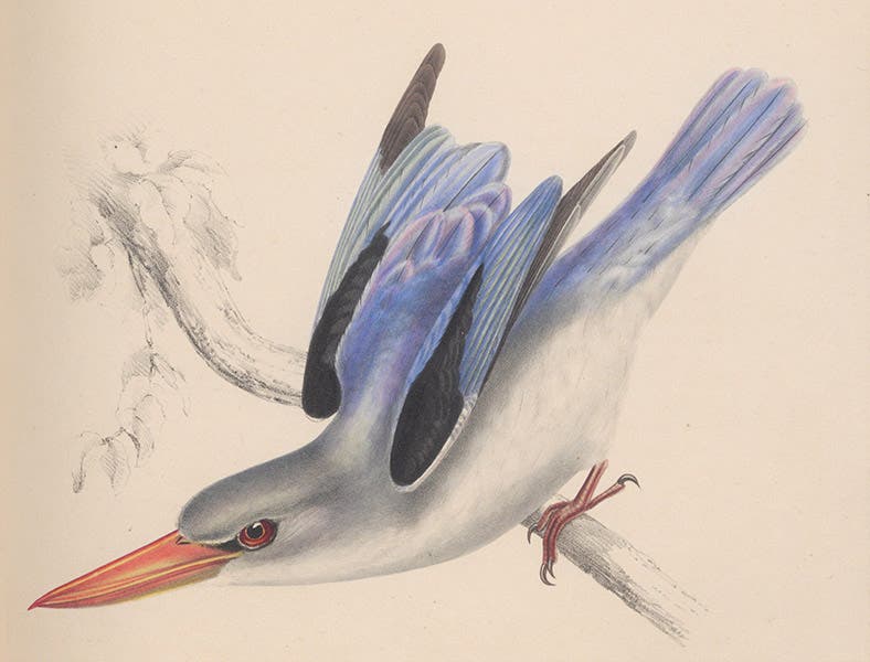 Detail of a mangrove kingfisher, hand-colored lithograph by Gerald H. Ford, in Andrew Smith, Illustrations of the Zoology of South Africa, vol. 2: Aves, 1849 (Linda Hall Library)