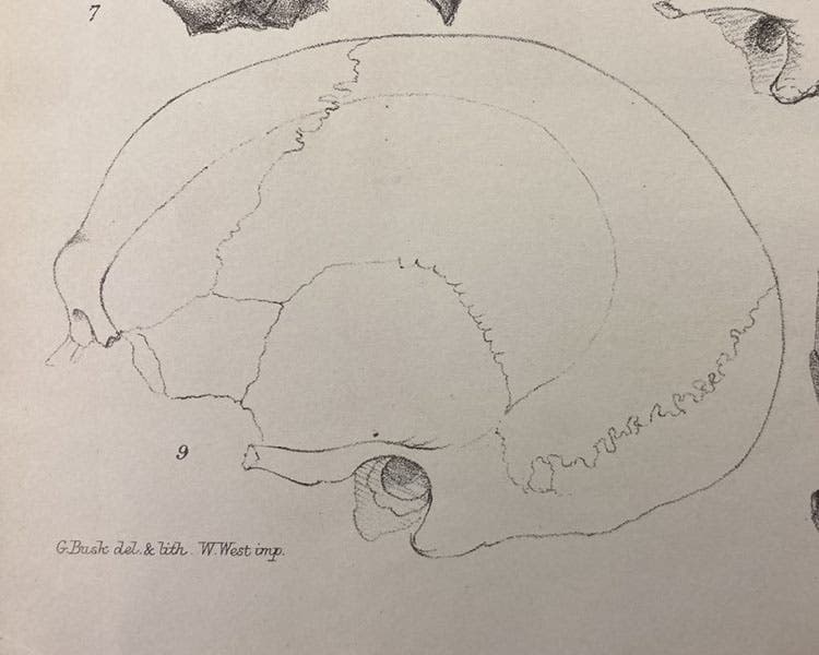 : Detail of the third image, showing the attribution to George Busk (Linda Hall Library)