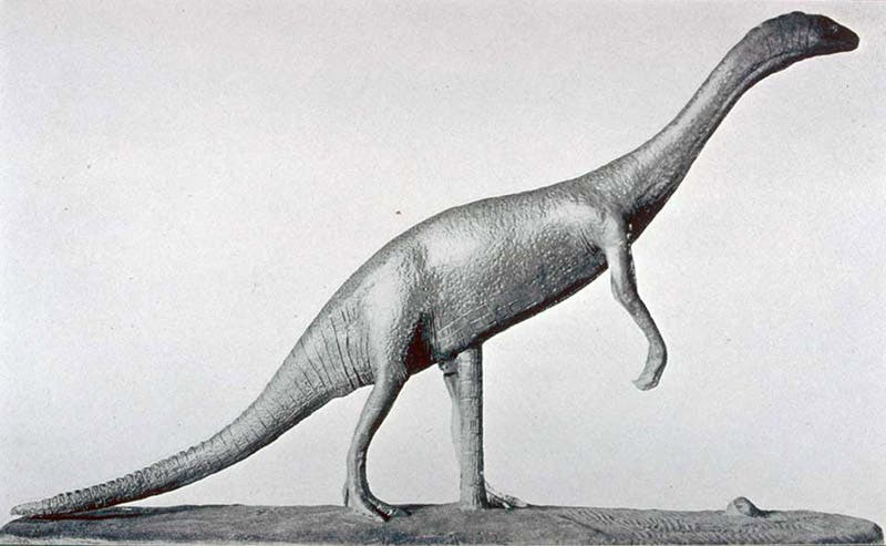 Anchisaurus model, right side, fashioned by Richard Swann Lull, before 1912 (Linda Hall Library)