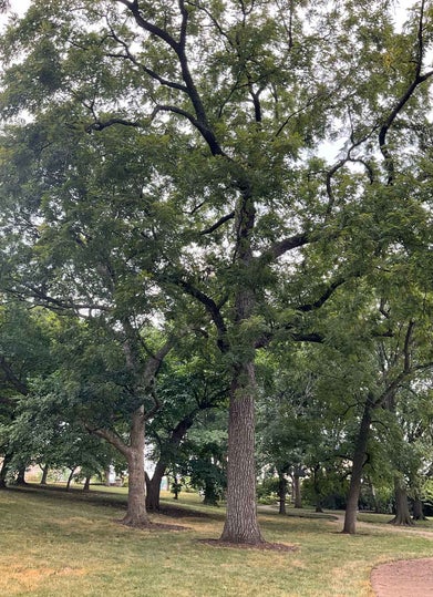 Black Walnut summer