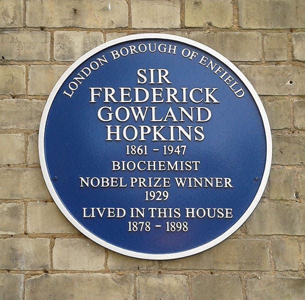 Blue plaque installed on Hopkins’ home in 2011 (blueplaqueplaces.co.uk)