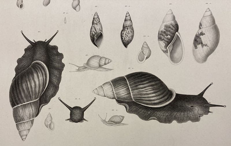 Two Bulimus snails, detail of an engraving,  Mollusca & Shells, by Augustus A. Gould  (vol. 12 of United States Exploring Expedition publications), Atlas vol. plate 6, 1856 (Linda Hall Library)
