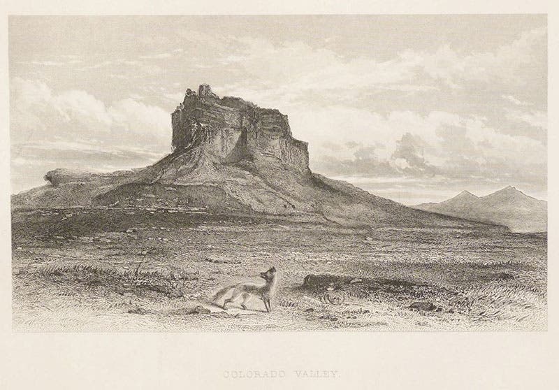 “Colorado Valley,” a butte with coyote, etching in Memoirs of My Life, by John Charles Fremont, 1887 (Linda Hall Library)
