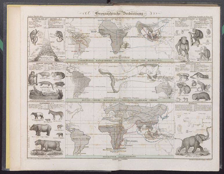 Three world maps showing the distribution of mammals, such as old-world monkeys, marsupials, and pachyderms, engraving, Heinrich Berghaus, Physikalischer Atlas, vol. 2, 1848 (Linda Hall Library)