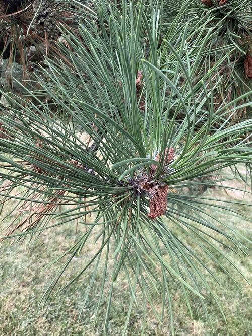Austrian Pine leaf