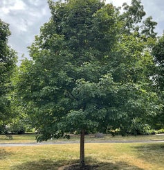Sugar Maple summer