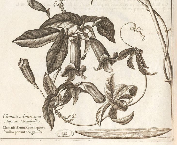 Detail of fifth image, showing details of the engraving, and the signature of the engraver, Nicolas Robert (Linda Hall Library)