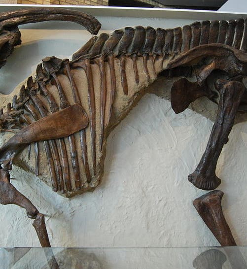 Original <i>Parasaurolophus</i> skeleton, Royal Ontario Musum, Toronto (Wikipedia)