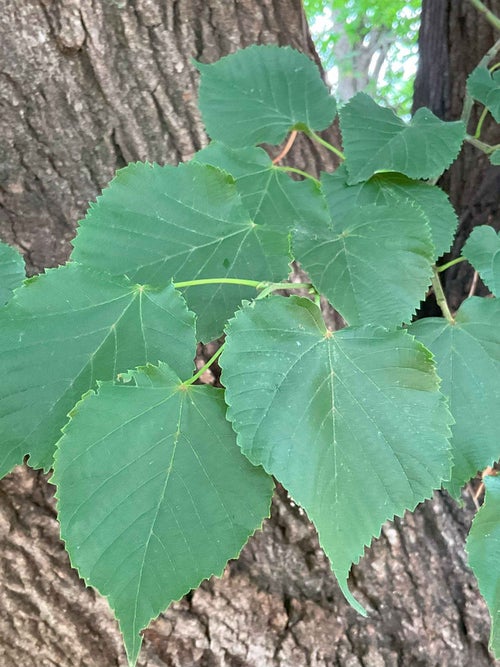 Little Leaf Linden leaf