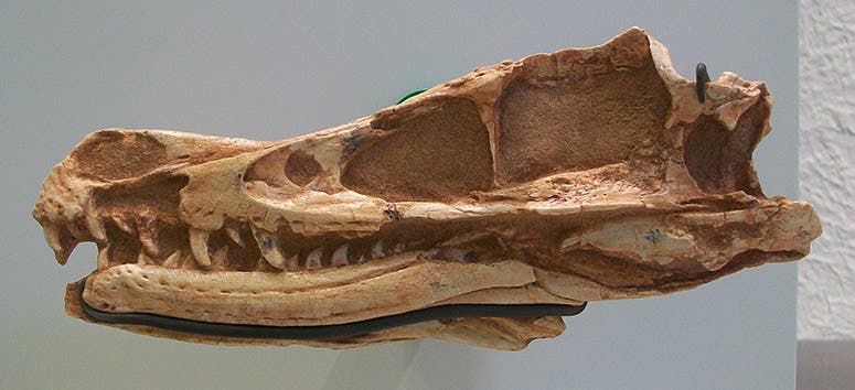 The Velociraptor skull discovered by Peter Kaisen in Mongolia in 1923 and then reassembled, recent photograph, American Museum of Natural History, New York City (Wikimedia commons)
