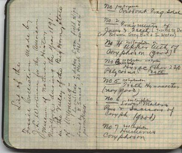 Opening pages from field notebook of Jacob L. Wortman, listing mammal specimens discovered in the Valley of the Big Horn, 1891 (research.amnh.org)