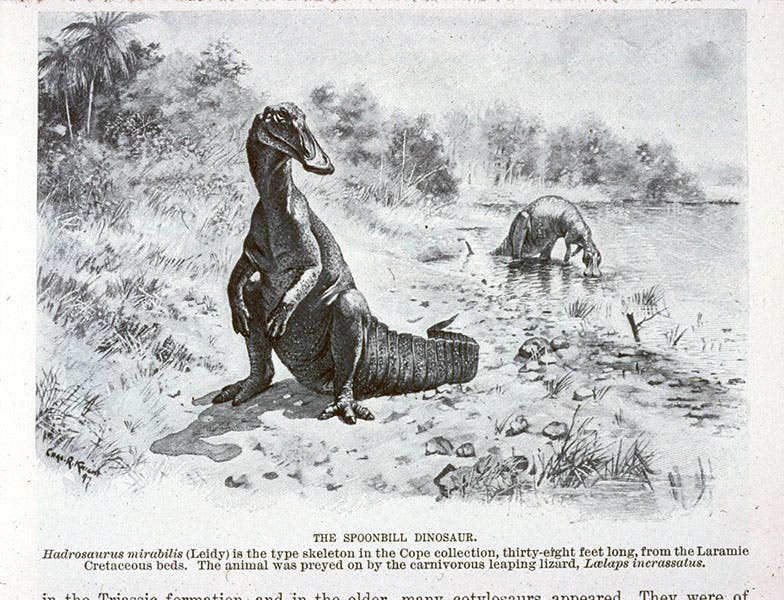 Two Trachodons, photo-reproduction of a watercolor by Charles R. Knight, Century Magazine, p. 17, Nov. 1897 (Linda Hall Library)