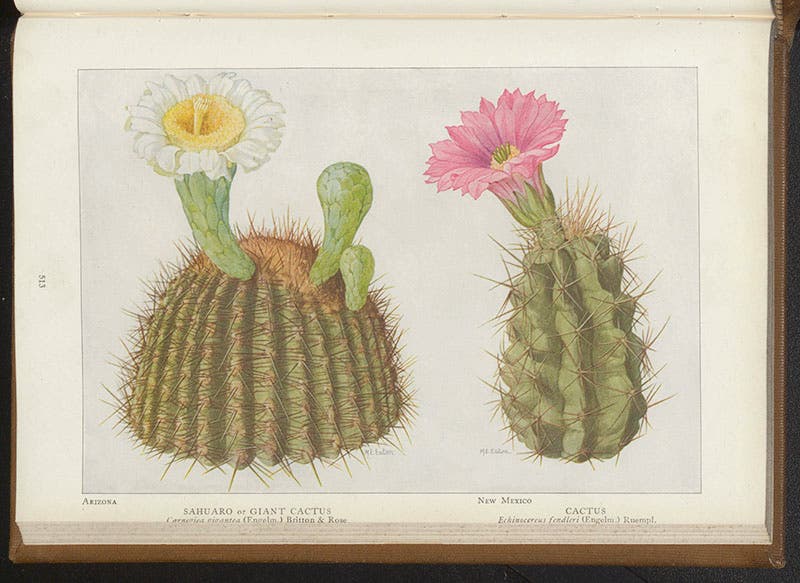 Saguaro (left) and Echinocereus, state flowers of Arizona and New Mexico respectively, prints from watercolors by Mary Emily Eaton, National Geographic, 1917 (June) (Linda Hall Library)