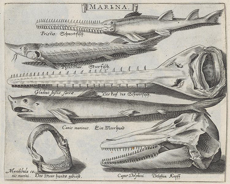 Sawfish and dolphin skulls, engraving, Basil Besler, Continuatio rariorum, 1622 (Linda Hall Library)