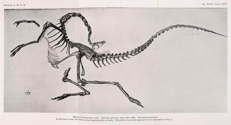 Skeleton of Struthiomimus. This work was on display in the original exhibition as item 35. Image source: Osborn, Henry Fairfield. "Skeletal adaptations of Ornitholestes, Struthiomimus, Tyrannosaurus," in: Bulletin of the American Museum of Natural History, vol. 35 (1916), pl. 24.
