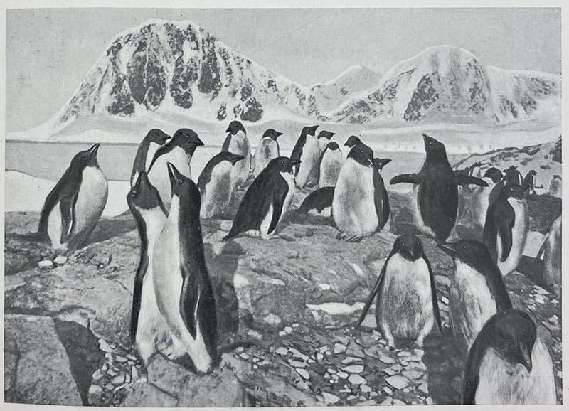 Penguins in a rookery off the west coast of the Antarctic Peninsula, hand-painted photograph, in Expédition antarctique française (1903-1905), by Jean-Baptiste Charcot, vol. 10, 1906-09 (Linda Hall Library)