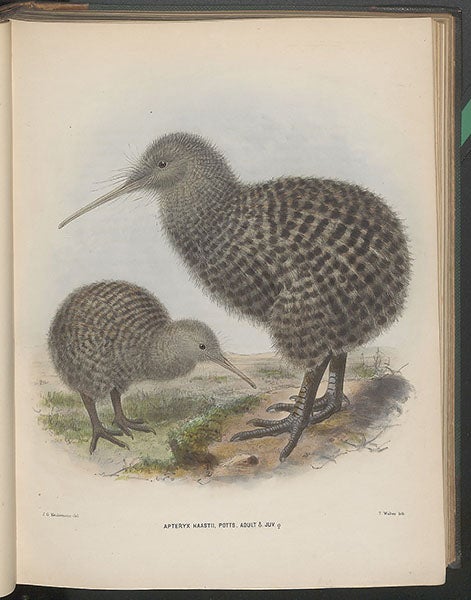 Haast’s kiwi, chromolithograph, by Johan Gerard Keulemans, in George Dawson Rowley, Ornithological Miscellany, 1875-78, vol. 1, 1876 (Linda Hall Library)