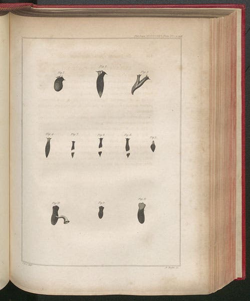Planariae in various stages of regeneration, engraved plate, Jr, “Further observations on planariae,” Philosophical Transactions, vol. 115, 1825 (Linda Hall Library)