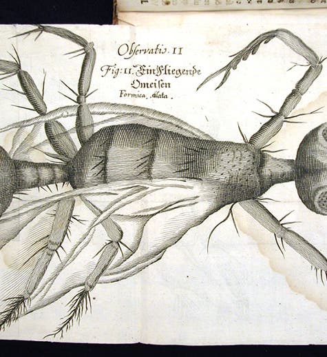 A magnified flying ant, engraving, Johann Franz Griendel, <i>Micrographia nova</i>, 1687 (Linda Hall Library)