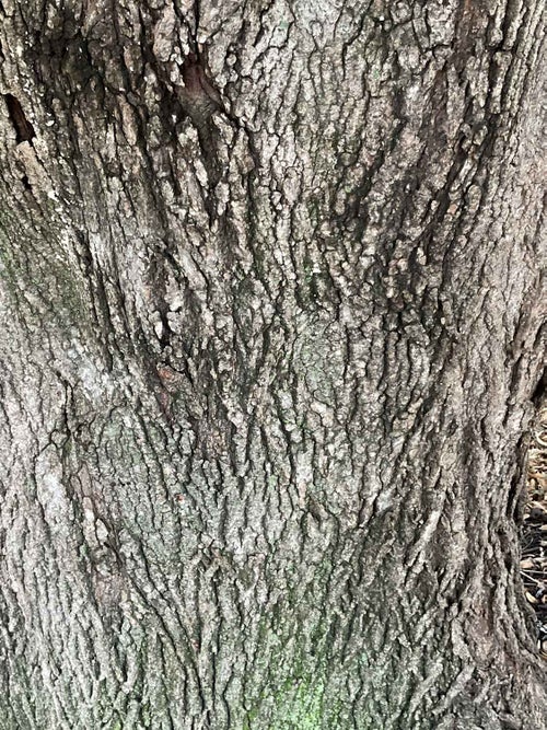 Little Leaf Linden bark
