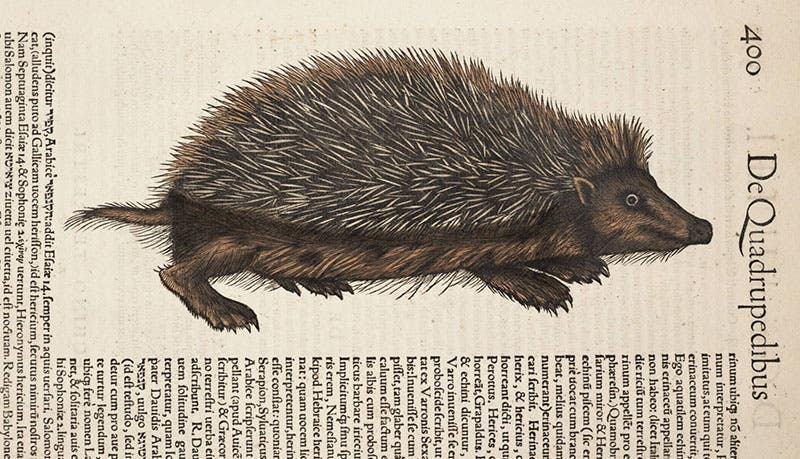 Hedgehog, woodcut, from Conrad Gessner, Historia animalium lib. I, 1551 (Linda Hall Library)