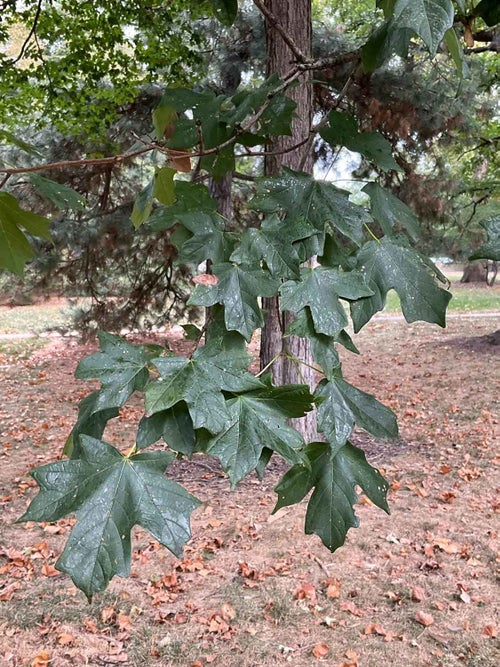 Sugar Maple leaf