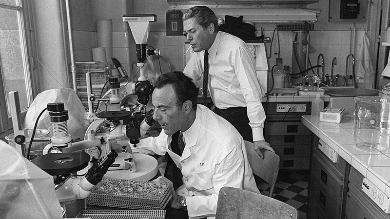 François Jacob (left) and Jacques Monod in the lab at the Institut Pasteur, 1971, New York Times obituary (nytimes.com)