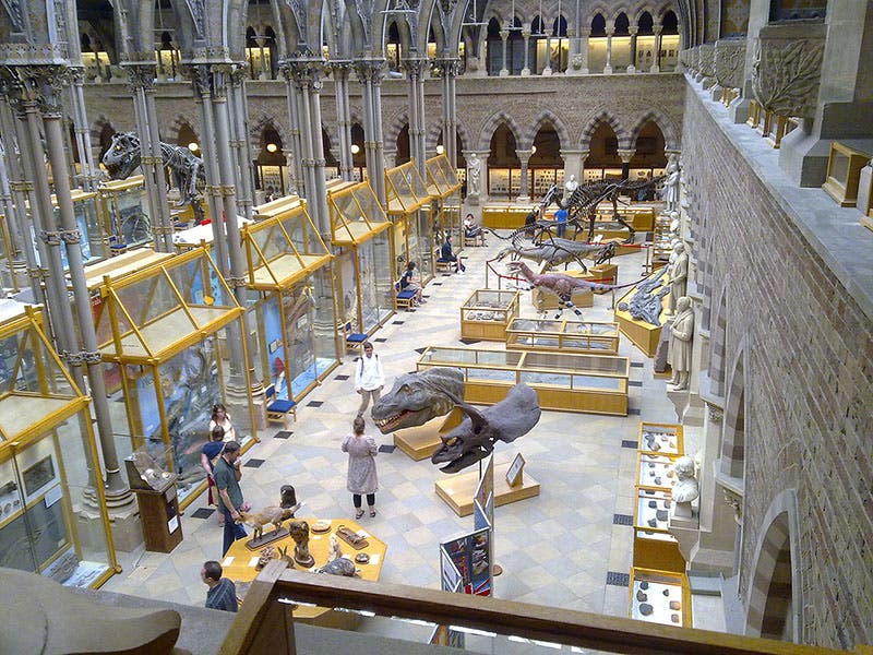 View of the dinosaur gallery, Oxford University Museum of Natural History, modern photograph (Wikimedia commons)
