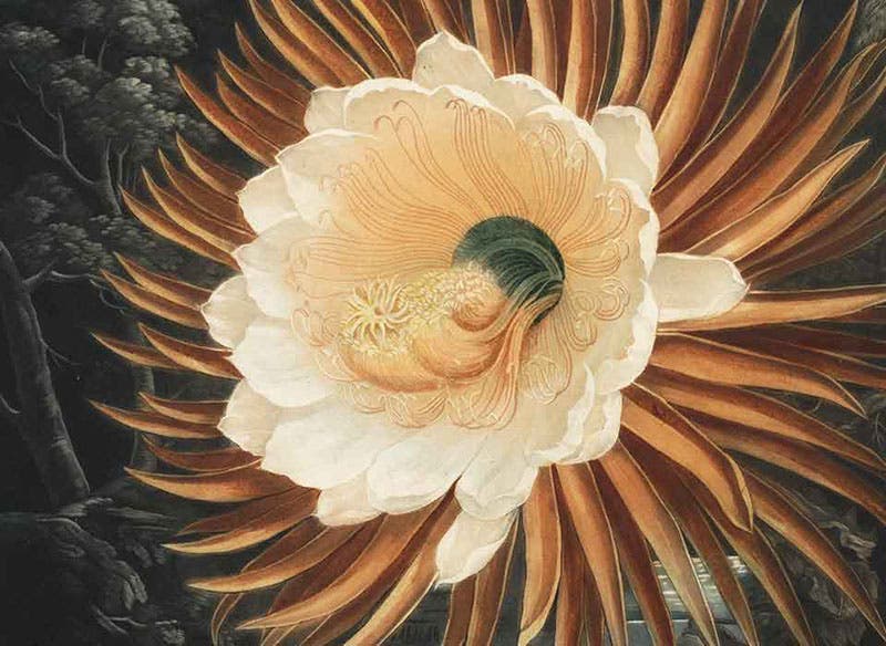 Detail of Night-Blooming Cereus, hand-colored and color-printed mezzotint by Robert Dunkarton, 1800, after painting by Philip Reinagle, in The Temple of Flora, by Robert Thornton, 1807 (Linda Hall Library)