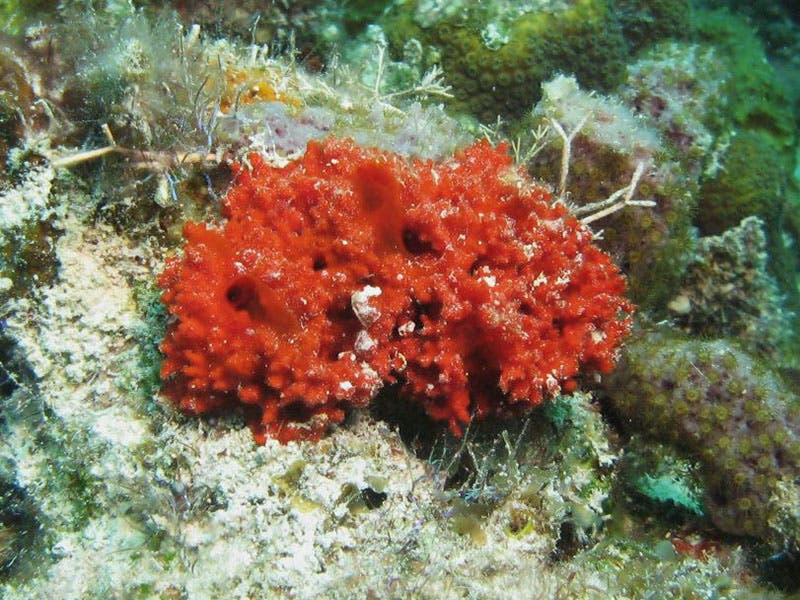 Red oyster sponge, Microciona, photograph (spongeguide.uncw.edu)