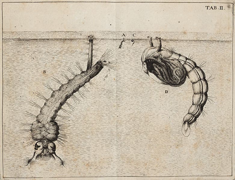 Mosquito larvae, engraved plate, Jan Swammerdam, Historia insectorum generalis, 1669 (Linda Hall Library)