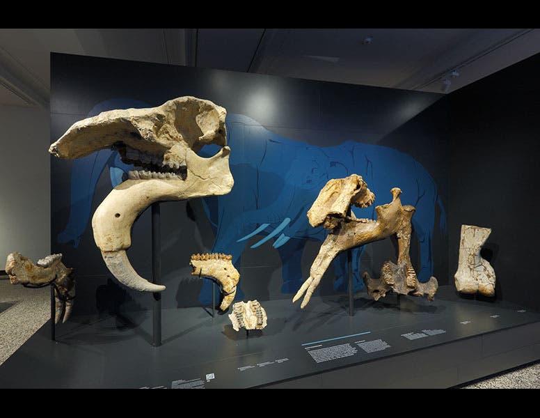 Hessisches Landesmuseum Darmstadt