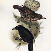 Cactus finch from the Galápagos Islands, lithograph after drawing by Elizabeth Gould, The Zoology of the Voyage of H.M.S. Beagle, ed. by Charles Darwin, vol. 3, plate 42, 1839 (Linda Hall Library)
