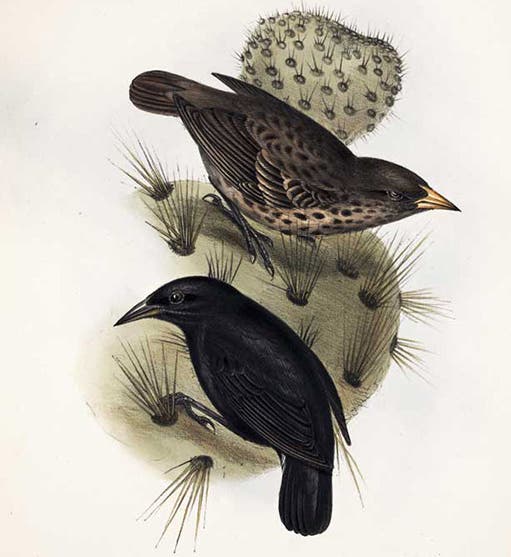 Cactus finch from the Galápagos Islands, lithograph after drawing by Elizabeth Gould, The Zoology of the Voyage of H.M.S. Beagle, ed. by Charles Darwin, vol. 3, plate 42, 1839 (Linda Hall Library)