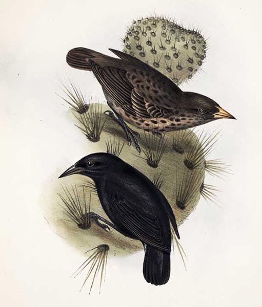 Cactus finch from the Galápagos Islands, lithograph after drawing by Elizabeth Gould, The Zoology of the Voyage of H.M.S. Beagle, ed. by Charles Darwin, vol. 3, plate 42, 1839 (Linda Hall Library)
