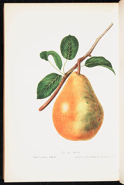 Lithograph of a pear, Charles Hovey, 1852 (Linda Hall Library)
