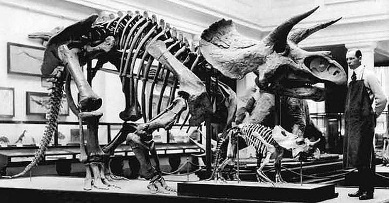 <i>Triceratops</i> mount in the USNM, 1905 (Smithsonian Institution Archives)