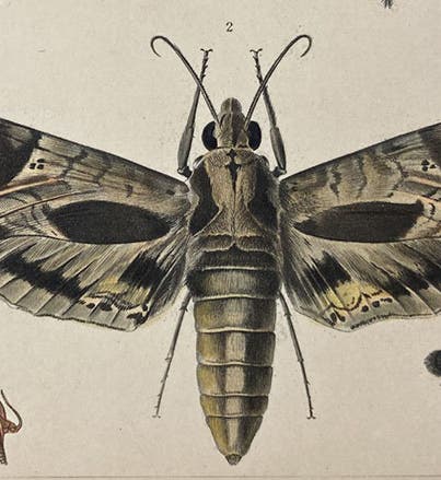 Hawk-moth, detail of hand-colored engraving in A Treatise on Some of the Insects Injurious to Vegetation, by Thaddeus William Harris, plate 5, 1862 (Linda Hall Library)