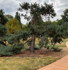 Arts Blue Scotch Pine summer