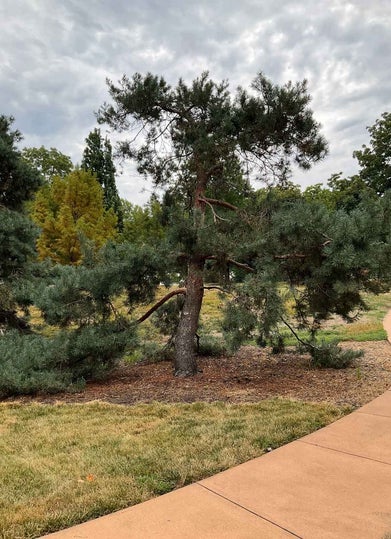 Arts Blue Scotch Pine summer