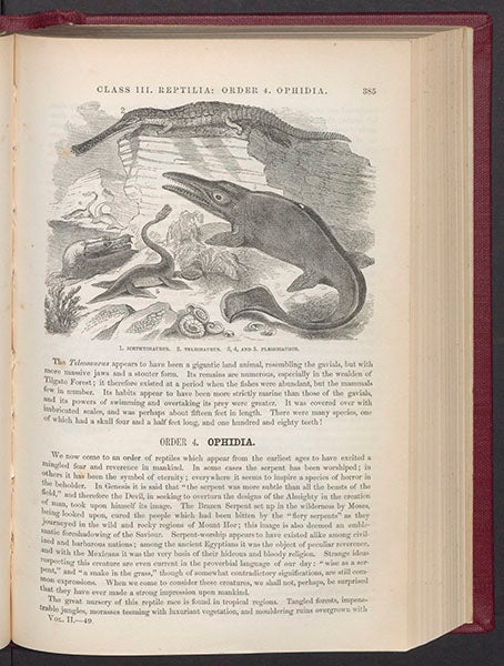 Ichythosaurus, Teleosaurus, Plesiosaurus, from Samuel G. Goodrich, Illustrated Natural History, 1859 (Linda Hall Library)
