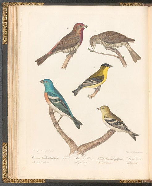Four finches and a siskin, hand-colored engraving by Alexander Lawson after drawing “from nature” by Titian R. Peale, American Ornithology, by Charles-Lucien Bonaparte, vol. 1, 1825 (Linda Hall Library)