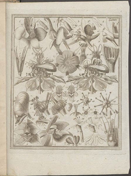 Another plate depicting the structure of other flowers, with details of their methods of pollination, engraving based on drawings by Christian Konrad Sprengel, in his Das Entdeckte Geheimniss der Natur im Bau und in der Befruchtung der Blumen, plate 24, 1793 (Linda Hall Library)