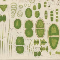 Green algae of the genus Penium and others, detail of a hand-colored engraving, Zur Kenntniss kleinster Lebensformen, by Maximilian Perty, plate 16, 1852 (Linda Hall Library)